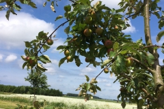 Foto gemaakt op 17 juli 2016